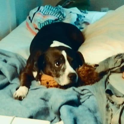 Product Review of Subscription-Based Dog Foods